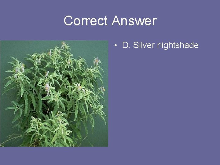 Correct Answer • D. Silver nightshade 