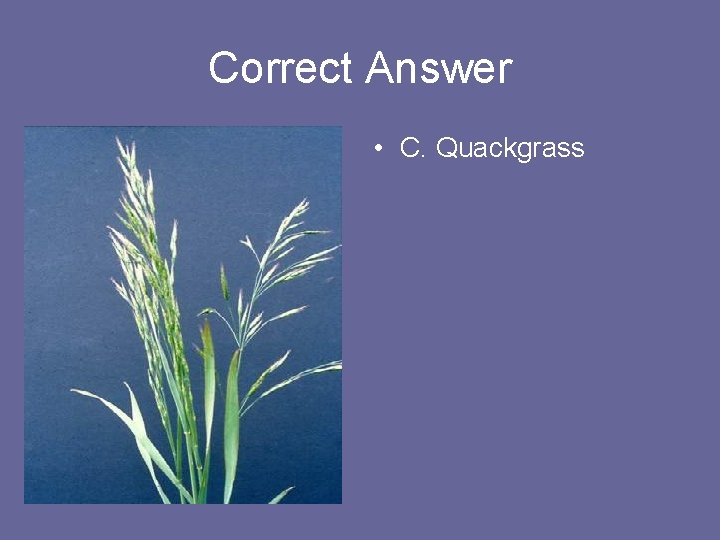 Correct Answer • C. Quackgrass 
