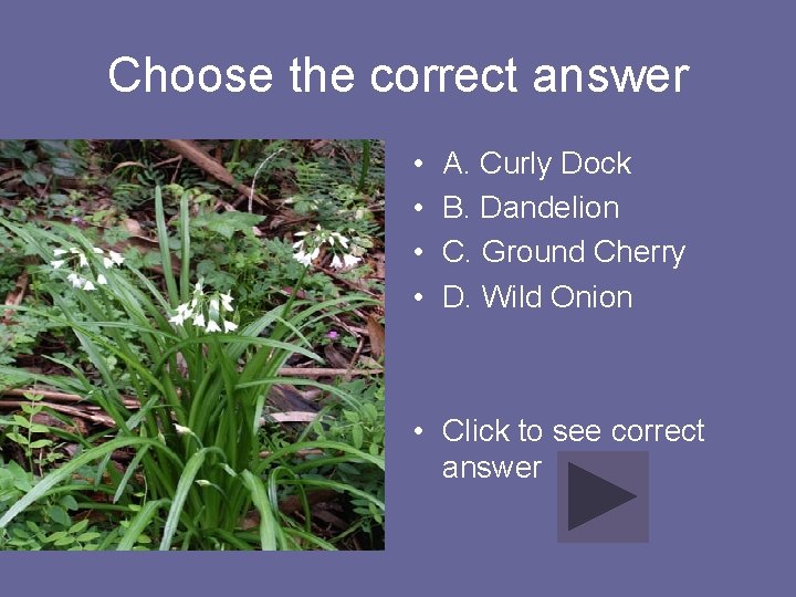 Choose the correct answer • • A. Curly Dock B. Dandelion C. Ground Cherry