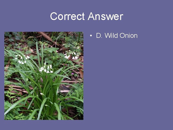 Correct Answer • D. Wild Onion 
