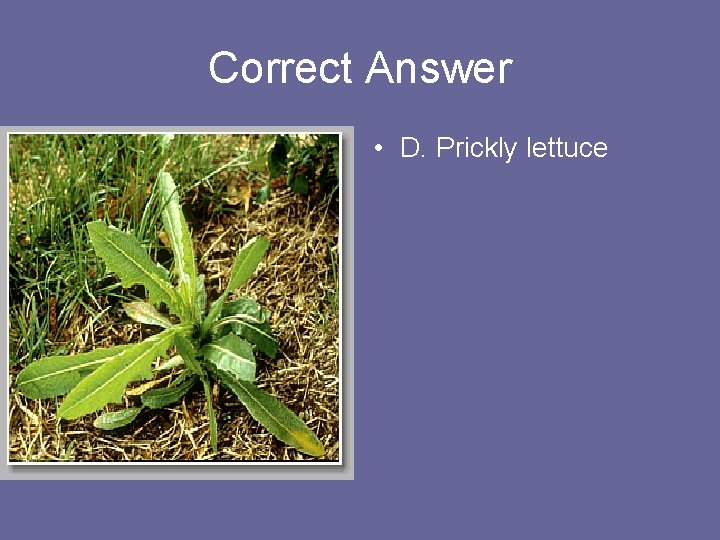 Correct Answer • D. Prickly lettuce 