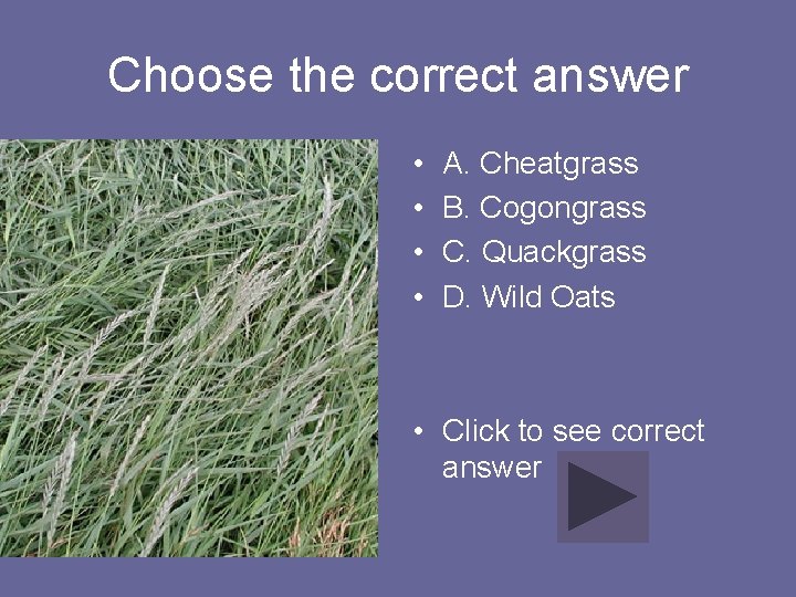 Choose the correct answer • • A. Cheatgrass B. Cogongrass C. Quackgrass D. Wild