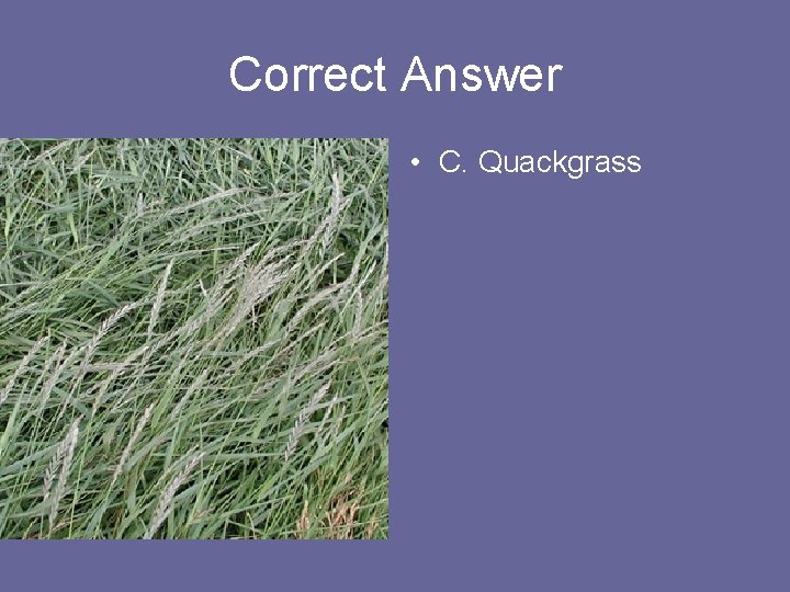 Correct Answer • C. Quackgrass 