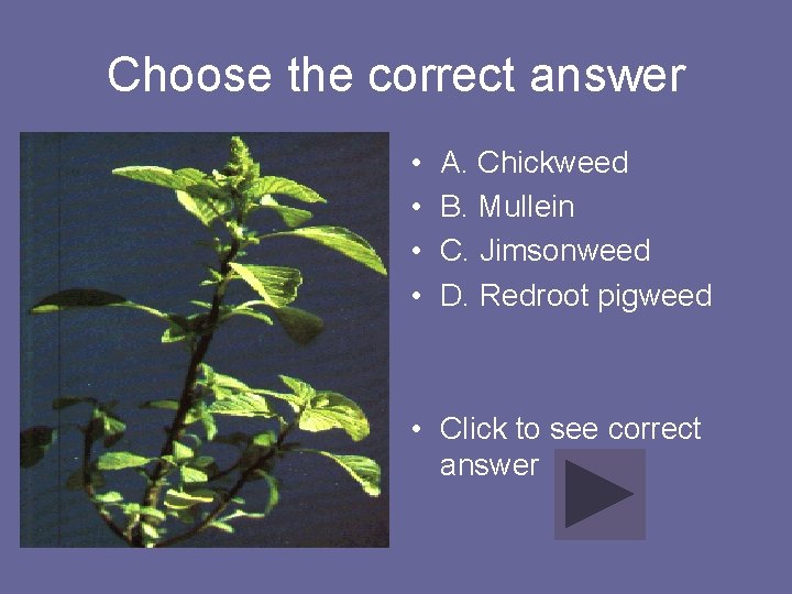 Choose the correct answer • • A. Chickweed B. Mullein C. Jimsonweed D. Redroot