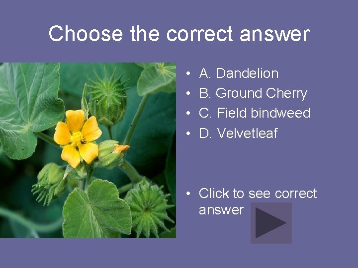 Choose the correct answer • • A. Dandelion B. Ground Cherry C. Field bindweed