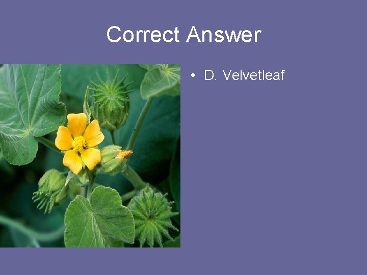 Correct Answer • D. Velvetleaf 