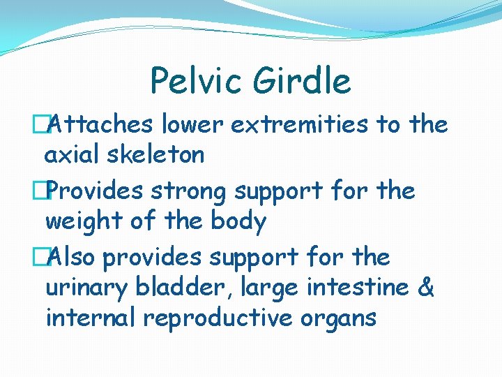 Pelvic Girdle �Attaches lower extremities to the axial skeleton �Provides strong support for the