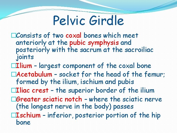 Pelvic Girdle �Consists of two coxal bones which meet anteriorly at the pubic symphysis