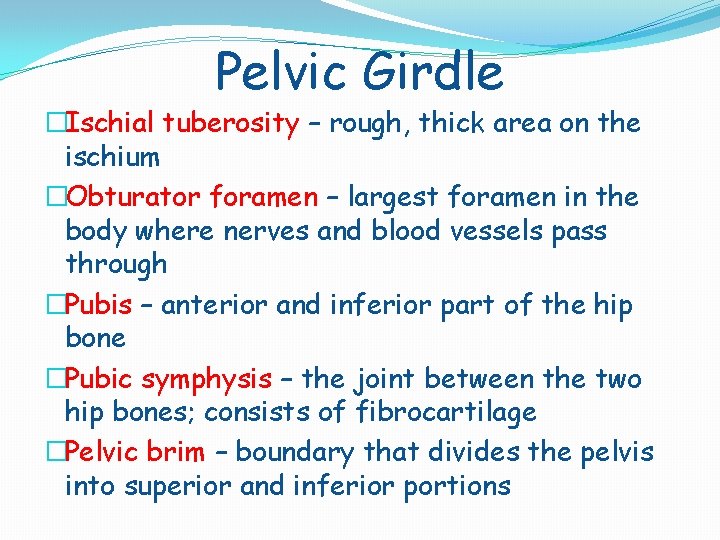 Pelvic Girdle �Ischial tuberosity – rough, thick area on the ischium �Obturator foramen –