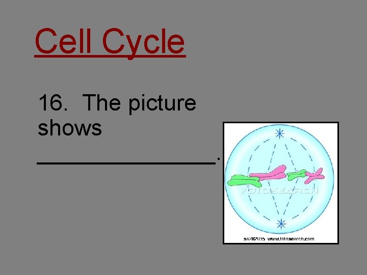 Cell Cycle 16. The picture shows _______. 