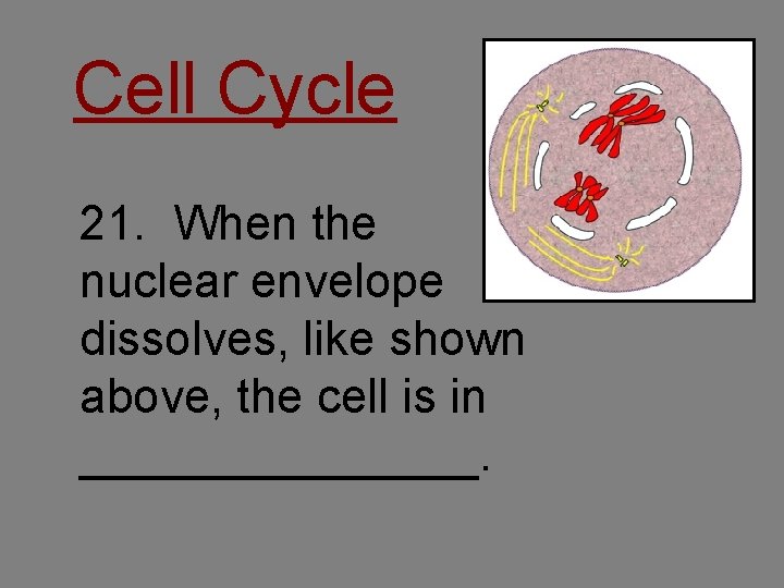 Cell Cycle 21. When the nuclear envelope dissolves, like shown above, the cell is