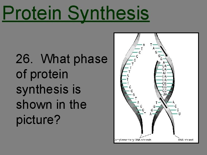 Protein Synthesis 26. What phase of protein synthesis is shown in the picture? 