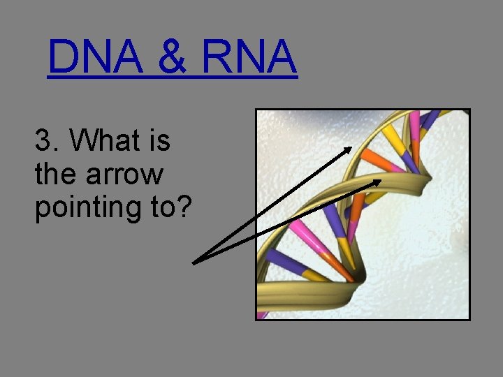 DNA & RNA 3. What is the arrow pointing to? 