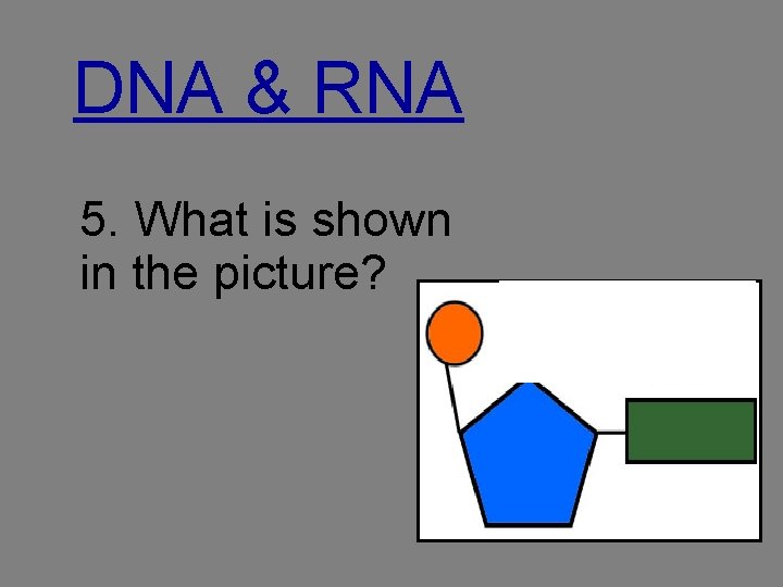 DNA & RNA 5. What is shown in the picture? 