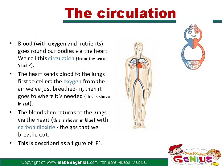 The circulation • Blood (with oxygen and nutrients) goes round our bodies via the