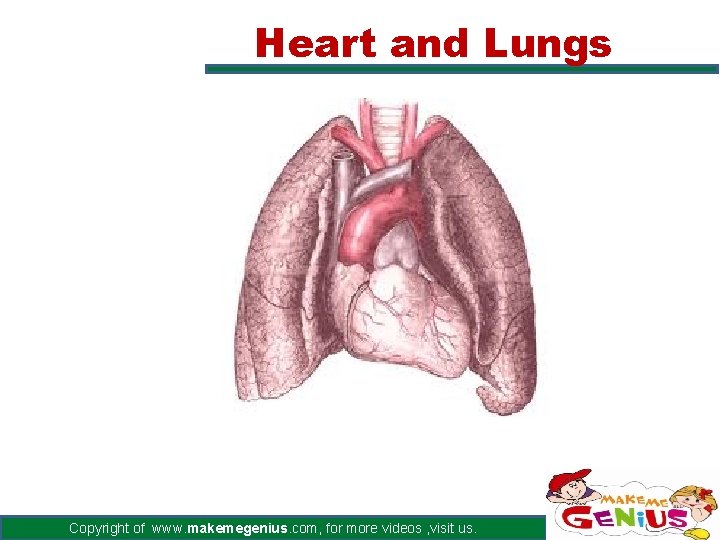Heart and Lungs Copyright of www. makemegenius. com, for more videos , visit us.