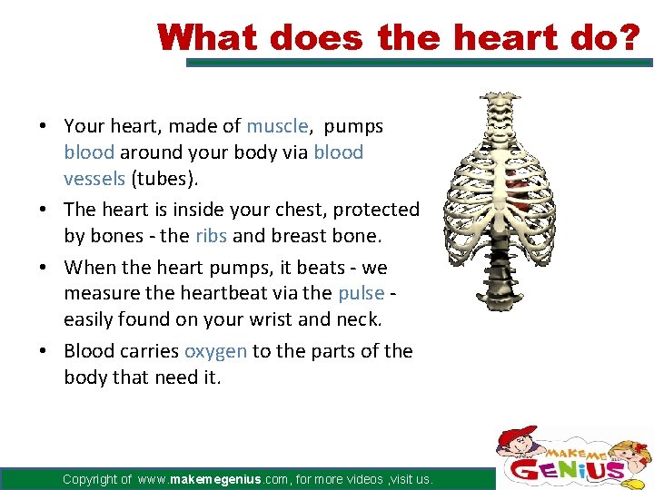 What does the heart do? • Your heart, made of muscle, pumps blood around