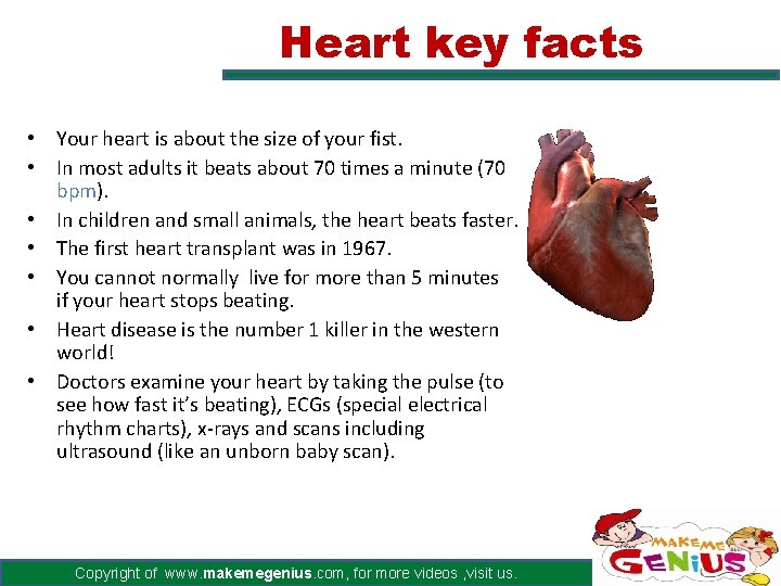 Heart key facts • Your heart is about the size of your fist. •