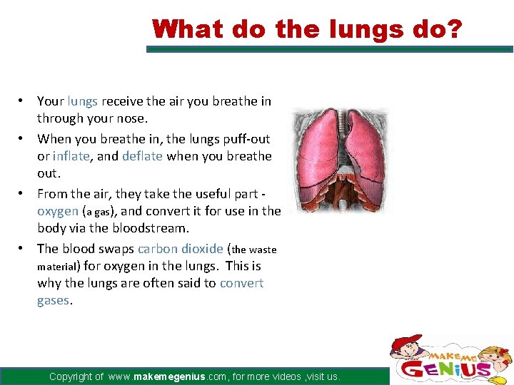 What do the lungs do? • Your lungs receive the air you breathe in