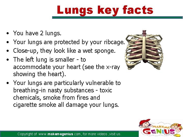 Lungs key facts • • You have 2 lungs. Your lungs are protected by