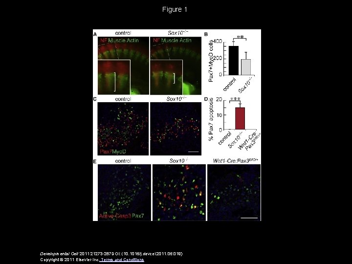 Figure 1 Developmental Cell 2011 21273 -287 DOI: (10. 1016/j. devcel. 2011. 06. 019)