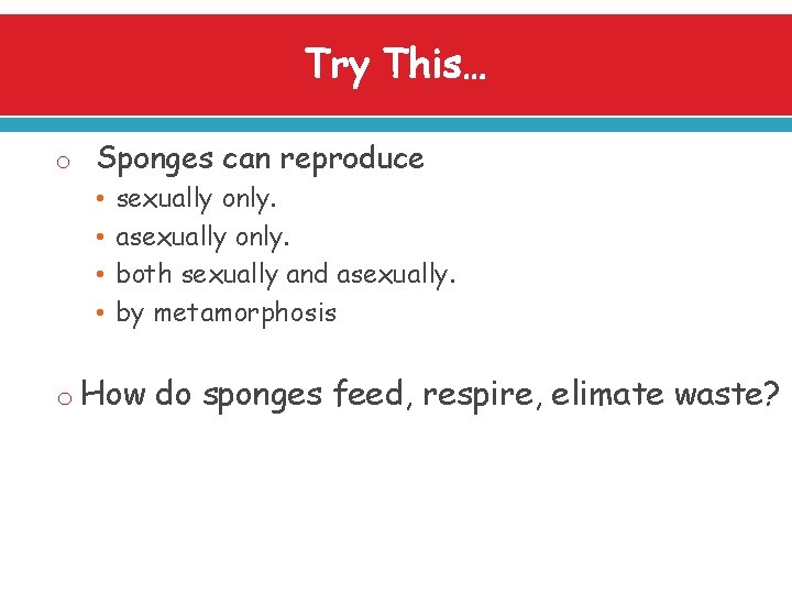 Try This… o Sponges can reproduce • sexually only. • asexually only. • both