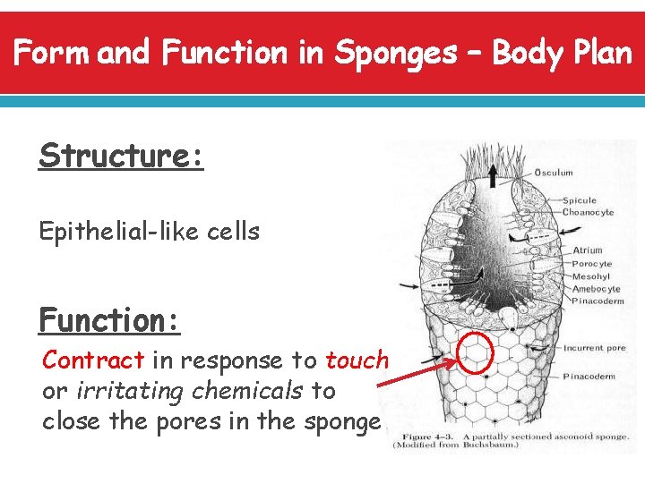 Form and Function in Sponges – Body Plan Structure: Epithelial-like cells Function: Contract in