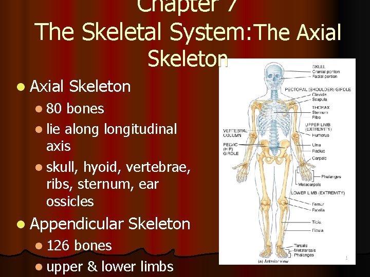 Chapter 7 The Skeletal System: The Axial Skeleton l 80 bones l lie alongitudinal