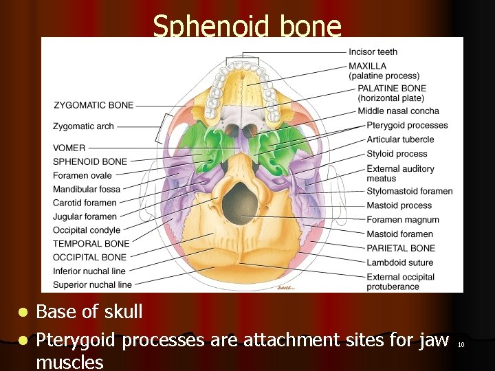 Sphenoid bone Base of skull l Pterygoid processes are attachment sites for jaw muscles