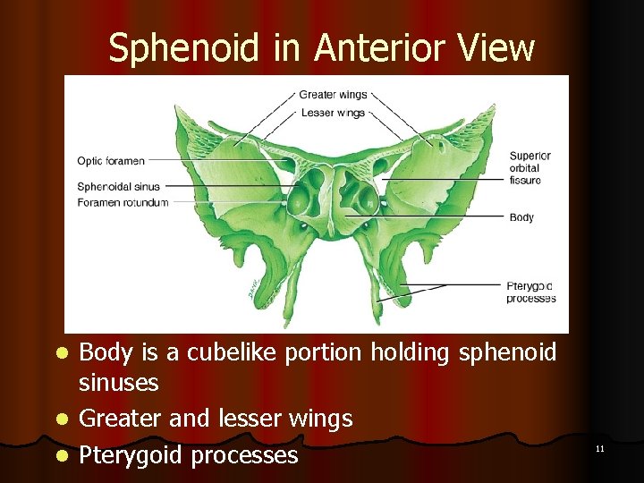 Sphenoid in Anterior View Body is a cubelike portion holding sphenoid sinuses l Greater