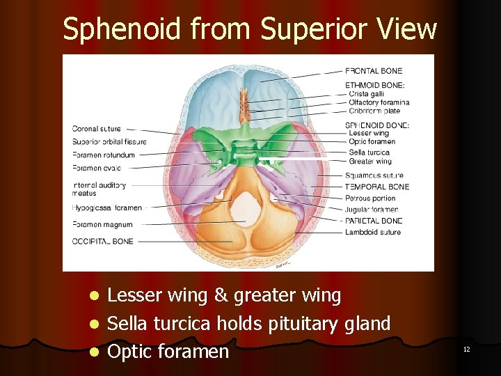 Sphenoid from Superior View Lesser wing & greater wing l Sella turcica holds pituitary
