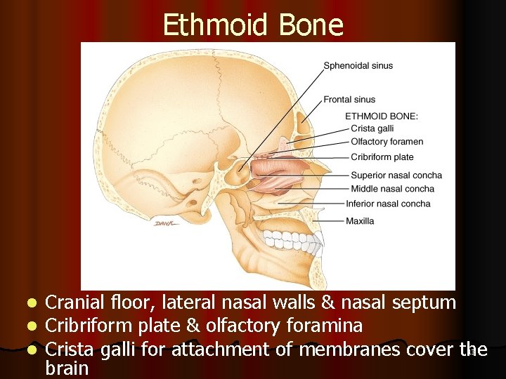 Ethmoid Bone l l l Cranial floor, lateral nasal walls & nasal septum Cribriform