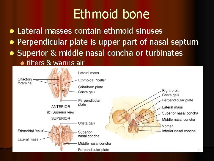 Ethmoid bone Lateral masses contain ethmoid sinuses l Perpendicular plate is upper part of