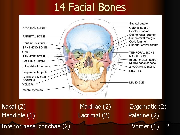 14 Facial Bones Nasal (2) Mandible (1) Inferior nasal conchae (2) Maxillae (2) Lacrimal