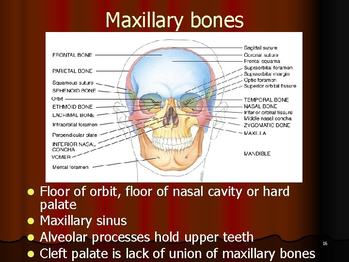 Maxillary bones l l Floor of orbit, floor of nasal cavity or hard palate