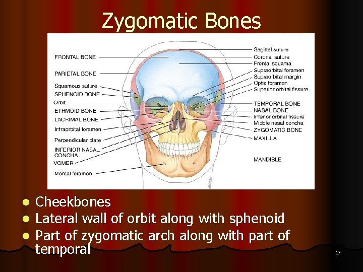 Zygomatic Bones l l l Cheekbones Lateral wall of orbit along with sphenoid Part