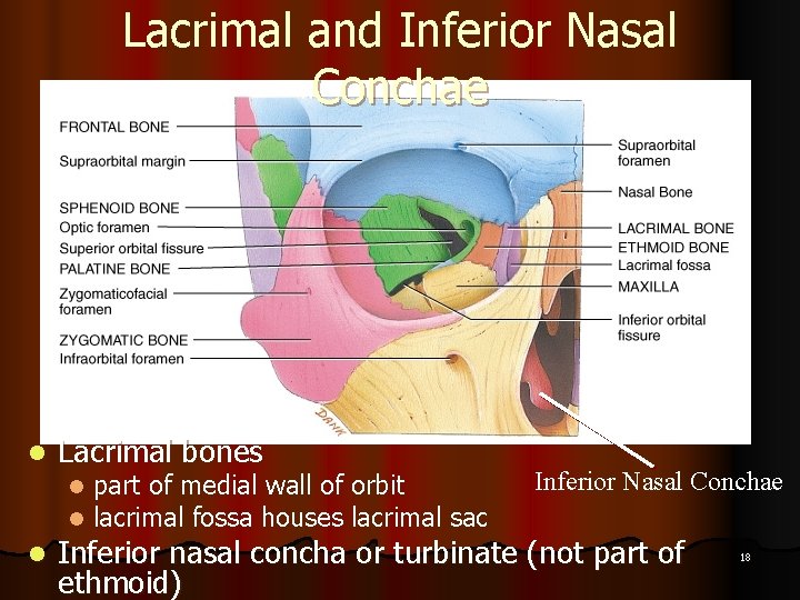 Lacrimal and Inferior Nasal Conchae l Lacrimal bones l l l part of medial