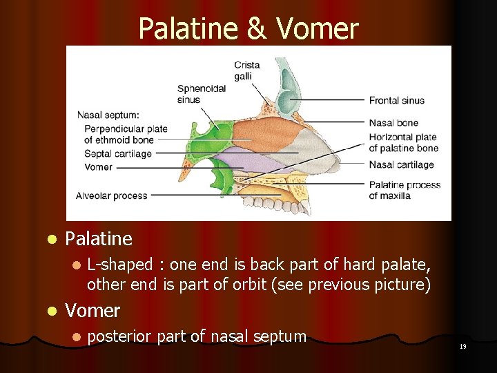 Palatine & Vomer l Palatine l l L-shaped : one end is back part