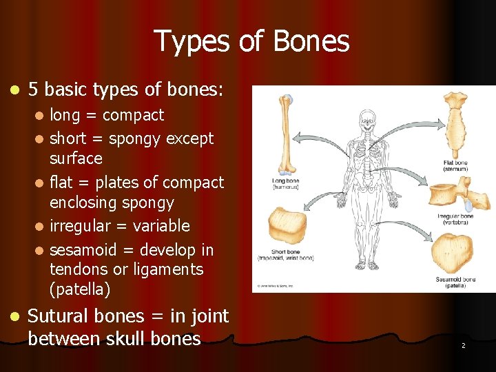 Types of Bones l 5 basic types of bones: long = compact l short