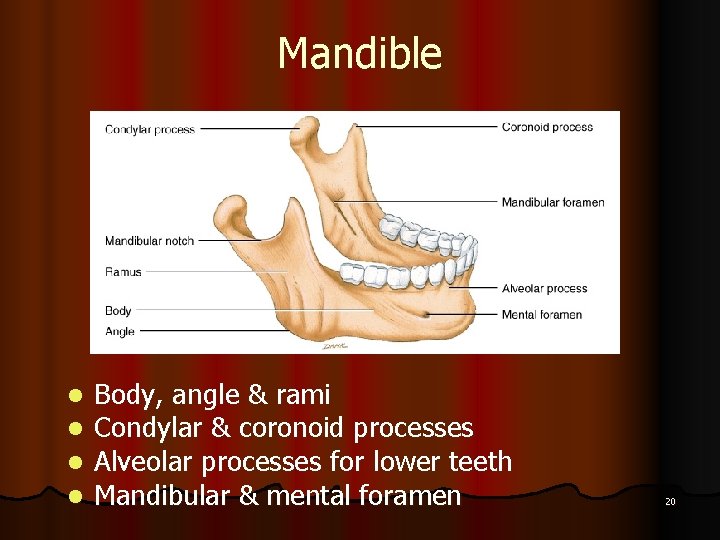 Mandible l l Body, angle & rami Condylar & coronoid processes Alveolar processes for