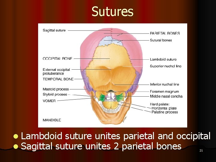 Sutures l Lambdoid suture unites parietal and occipital l Sagittal suture unites 2 parietal
