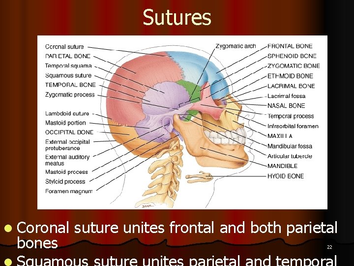 Sutures l Coronal bones suture unites frontal and both parietal 22 