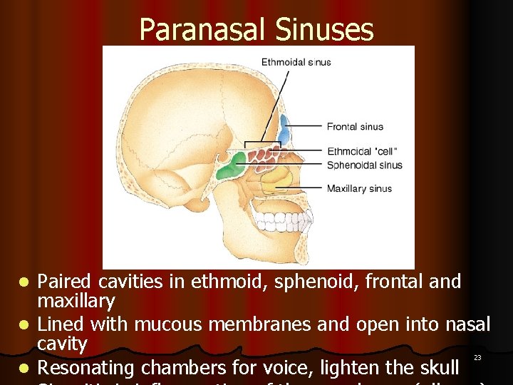 Paranasal Sinuses Paired cavities in ethmoid, sphenoid, frontal and maxillary l Lined with mucous