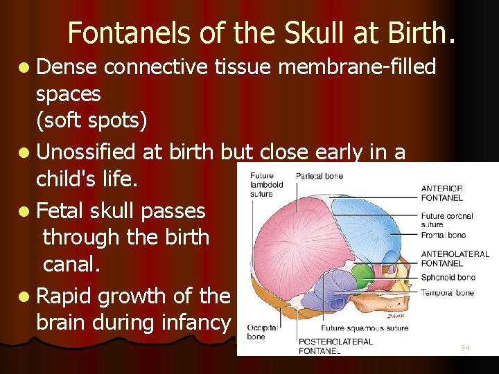 Fontanels of the Skull at Birth. l Dense connective tissue membrane-filled spaces (soft spots)