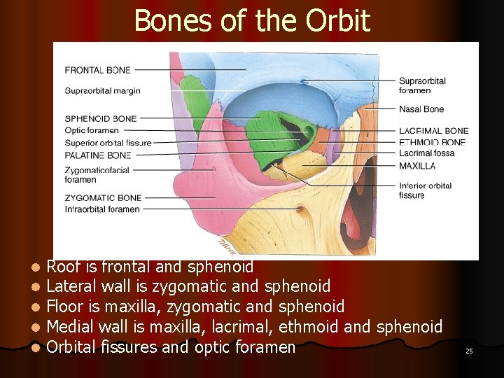 Bones of the Orbit l l l Roof is frontal and sphenoid Lateral wall