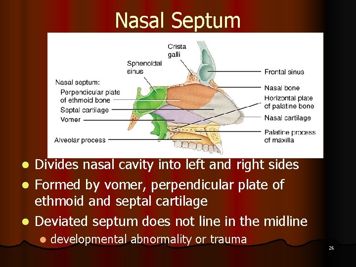 Nasal Septum Divides nasal cavity into left and right sides l Formed by vomer,