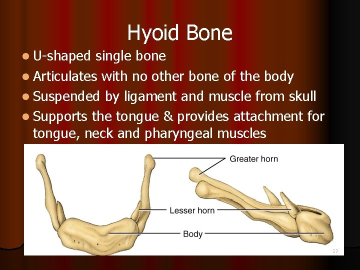 Hyoid Bone l U-shaped single bone l Articulates with no other bone of the
