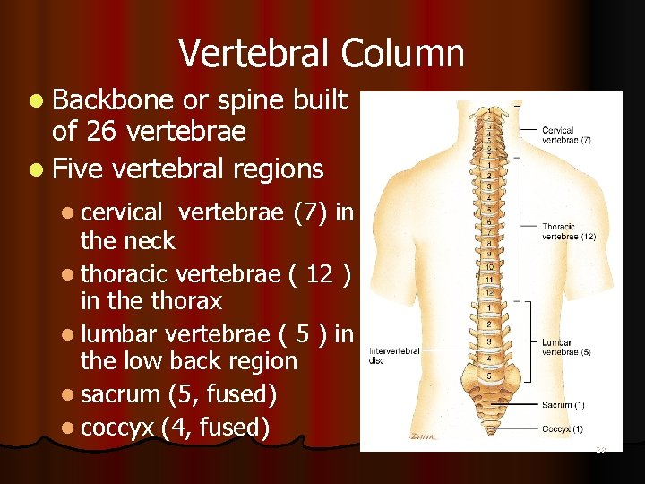 Vertebral Column l Backbone or spine built of 26 vertebrae l Five vertebral regions