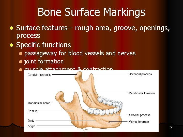 Bone Surface Markings Surface features-- rough area, groove, openings, process l Specific functions l