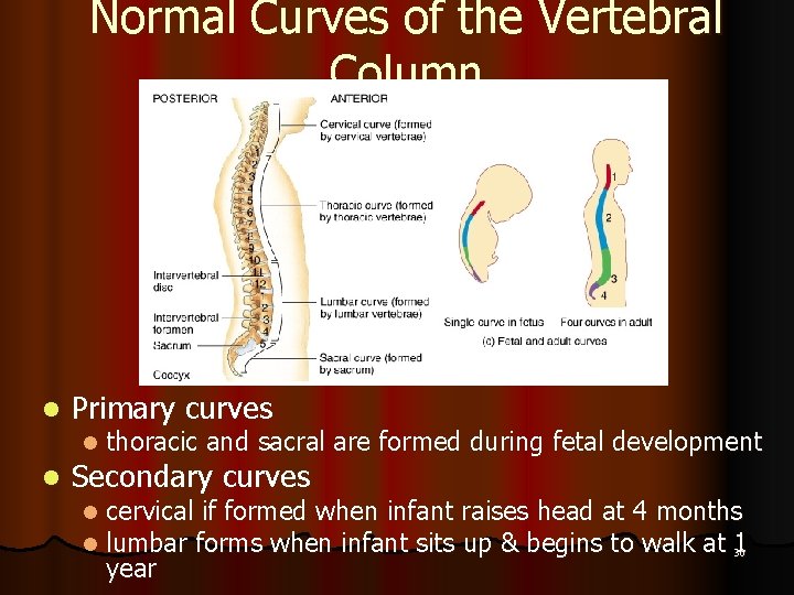 Normal Curves of the Vertebral Column l Primary curves l l thoracic and sacral